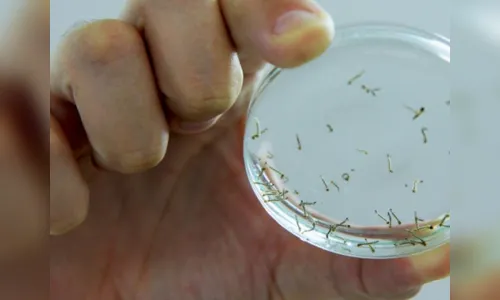 
				
					Vigilância constata alto índice de infestação do mosquito Aedes aegypti em CG
				
				