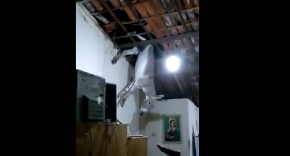 
                                        
                                            Jumento fica preso em telhado de casa em Cajazeiras; veja vídeo
                                        
                                        