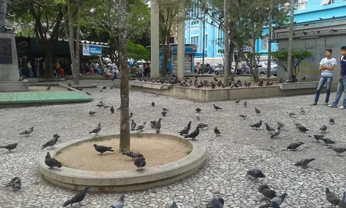 
                                        
                                            Lei vai multar quem alimentar pombos em ruas, praças e prédios públicos em CG
                                        
                                        