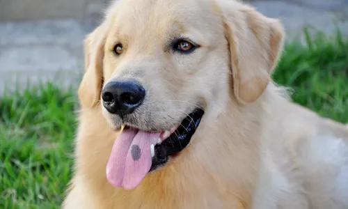 
                                        
                                            Censo canino mostra quais foram os nomes mais comuns de pets
                                        
                                        