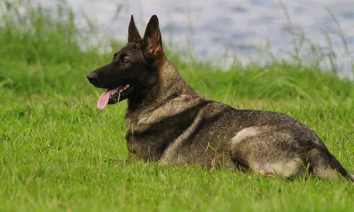 
                                        
                                            Saiba se você está preparado para ter um animal de estimação
                                        
                                        