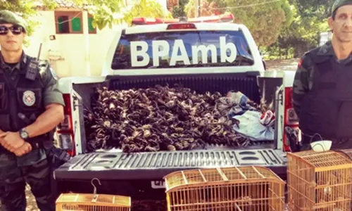 
                                        
                                            Polícia Ambiental resgata mais de 4 mil caranguejos em feiras da Paraíba
                                        
                                        