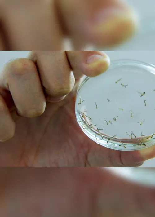 
                                        
                                            Risco de reprodução do mosquito Aedes aegypti é de apenas 1% em João Pessoa
                                        
                                        