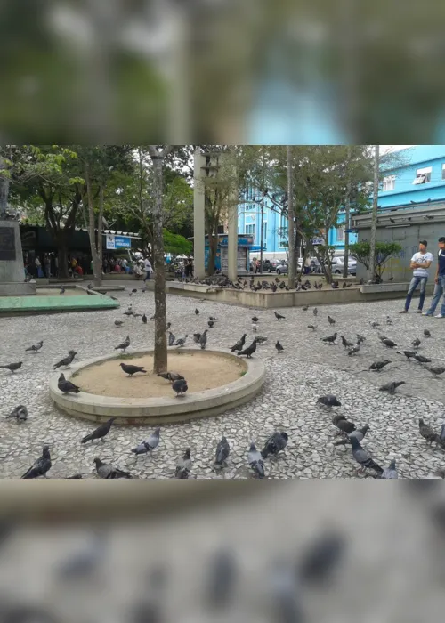 
                                        
                                            Lei vai multar quem alimentar pombos em ruas, praças e prédios públicos em CG
                                        
                                        