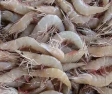 Preço do quilo do camarão tem diferença de até R$ 100 nos mercados