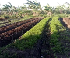 Cooperativa garante sustento para 82 famílias de agricultores ao livrá-las dos atravessadores