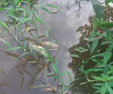 Pescadores reclamam da morte de peixes após vazamento de soda cáustica no Rio Gramame