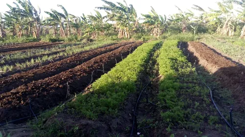 
				
					Cooperativa garante sustento para 82 famílias de agricultores ao livrá-las dos atravessadores
				
				