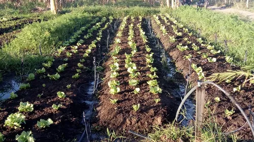 
				
					Cooperativa garante sustento para 82 famílias de agricultores ao livrá-las dos atravessadores
				
				