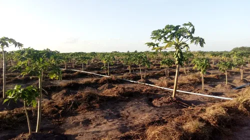 
				
					Cooperativa garante sustento para 82 famílias de agricultores ao livrá-las dos atravessadores
				
				