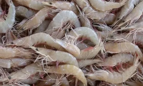 
                                        
                                            Preço do quilo do camarão tem diferença de até R$ 100 nos mercados
                                        
                                        