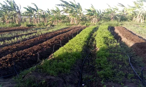 
                                        
                                            Cooperativa garante sustento para 82 famílias de agricultores ao livrá-las dos atravessadores
                                        
                                        