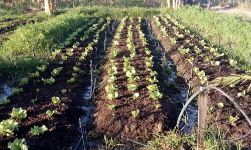 
                                        
                                            Paraíba tem quase um milhão de hectares de área rural ainda não cadastrada no Ministério de Meio Ambiente
                                        
                                        