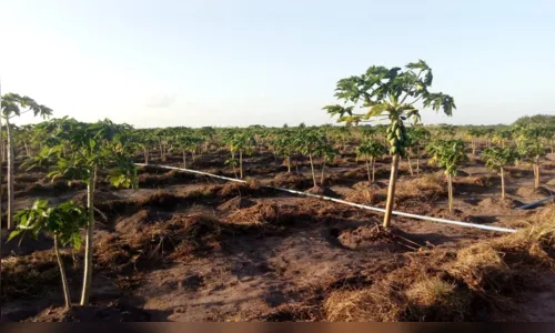 
				
					Paraíba tem quase um milhão de hectares de área rural ainda não cadastrada no Ministério de Meio Ambiente
				
				