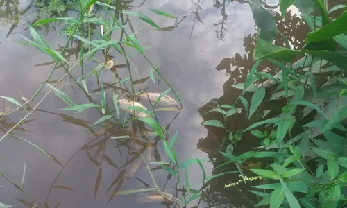 
                                        
                                            Pescadores reclamam da morte de peixes após vazamento de soda cáustica no Rio Gramame
                                        
                                        