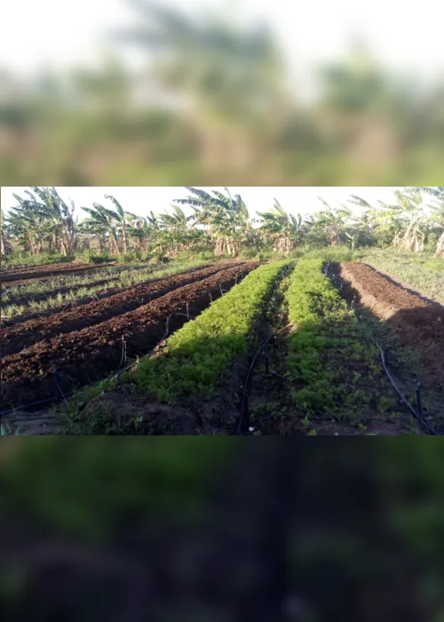 
                                        
                                            Cooperativa garante sustento para 82 famílias de agricultores ao livrá-las dos atravessadores
                                        
                                        