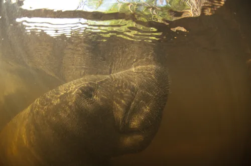 
				
					Programa de combate à extinção do peixe-boi marinho na PB é referência para outros estados
				
				