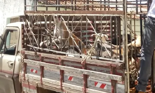
                                        
                                            Ativistas protocolam pedido para Câmara investigar morte de pelo menos 31 cães em Igaracy
                                        
                                        