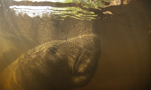 
                                        
                                            Programa de combate à extinção do peixe-boi marinho na PB é referência para outros estados
                                        
                                        