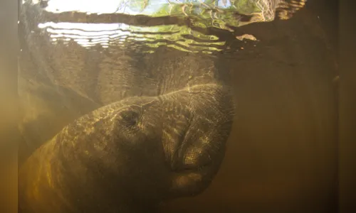 
				
					Programa de combate à extinção do peixe-boi marinho na PB é referência para outros estados
				
				