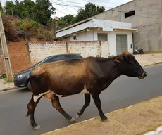 MP fixa multa de até R$ 9,5 mil para donos de animais soltos nas ruas