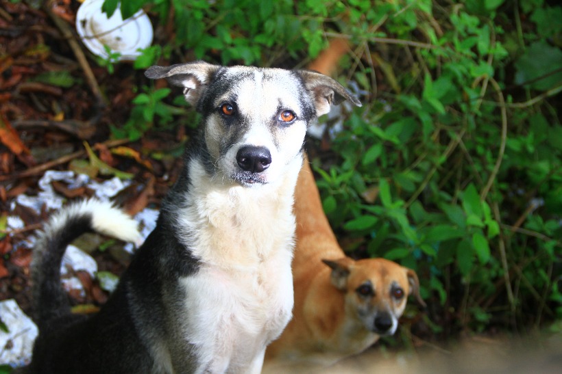 Código em Defesa dos animais da Paraíba prevê multas de até R$ 20 mil para maus-tratos