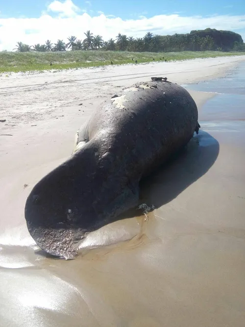 
				
					Dois peixes-boi marinhos são encontrados mortos no litoral norte da Paraíba
				
				