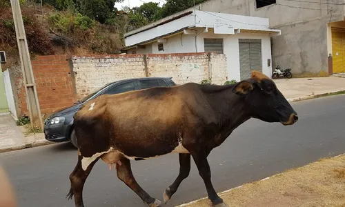 
                                        
                                            MP fixa multa de até R$ 9,5 mil para donos de animais soltos nas ruas
                                        
                                        