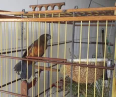 Operação resgata 63 aves silvestres que estavam à venda em feira de Campina Grande