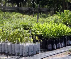 Dia da Árvore: semana de conscientização ambiental acontece em João Pessoa