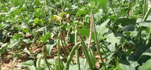 
				
					Agricultores que plantaram no dia de São José iniciam colheita no Sertão da Paraíba
				
				