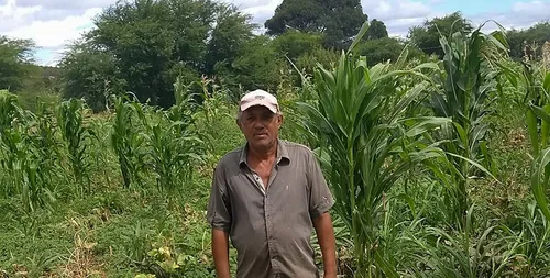 
				
					Agricultores que plantaram no dia de São José iniciam colheita no Sertão da Paraíba
				
				