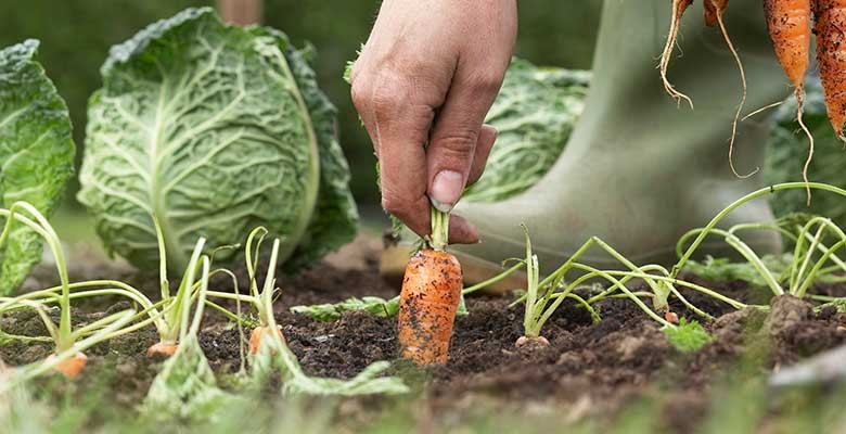 
				
					Central de Agricultura Familiar recebe programação especial nesta quinta-feira
				
				