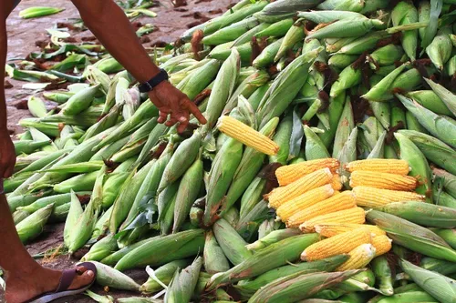 
				
					'Mão' de Milho tem variação de R$ 15 e comidas típicas de até R$ 20 em João Pessoa, diz Procon
				
				