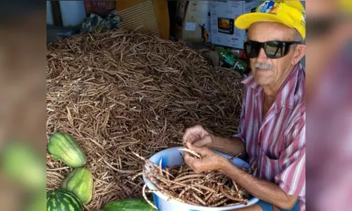 
				
					Agricultores que plantaram no dia de São José iniciam colheita no Sertão da Paraíba
				
				