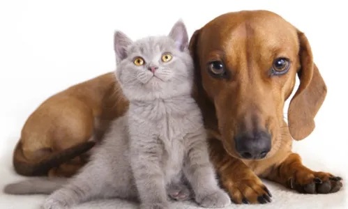 
                                        
                                            Agendamento para esterilização de cães ou gatos em João Pessoa começa nesta sexta
                                        
                                        