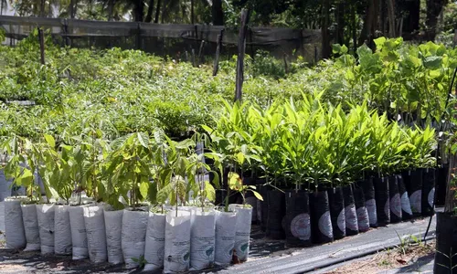 
                                        
                                            Dia da Árvore: semana de conscientização ambiental acontece em João Pessoa
                                        
                                        