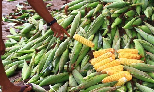 
                                        
                                            'Mão' de Milho tem variação de R$ 15 e comidas típicas de até R$ 20 em João Pessoa, diz Procon
                                        
                                        