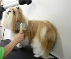 Pet shops são obrigados a instalar câmeras onde animais são atendidos em CG
