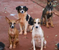 Revogação de lei que permite sacrifício de animais abandonados na rua gera polêmica no Sertão