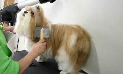 
                                        
                                            Pet shops são obrigados a instalar câmeras onde animais são atendidos em CG
                                        
                                        