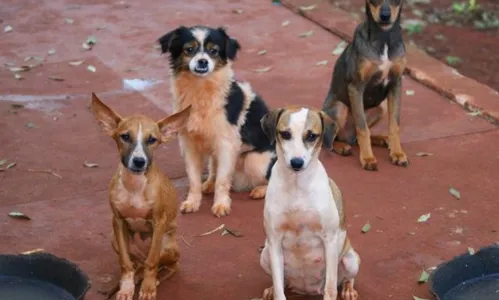 
                                        
                                            Revogação de lei que permite sacrifício de animais abandonados na rua gera polêmica no Sertão
                                        
                                        