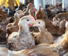 Brasil registra primeiro caso de gripe aviária, diz Ministério da Agricultura