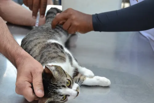 
				
					Dia D de vacinação antirrábica para cães e gatos acontece neste sábado
				
				