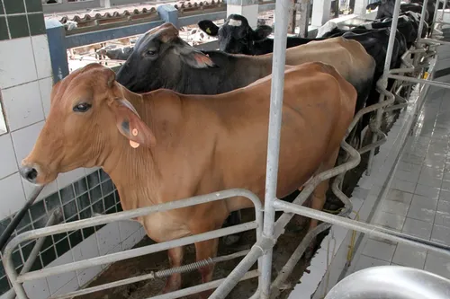 
				
					Raças de animais de criação nativas do semiárido correm risco de extinção
				
				