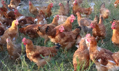 
                                        
                                            Gripe aviária: Brasil decreta estado de emergência zoosanitária
                                        
                                        