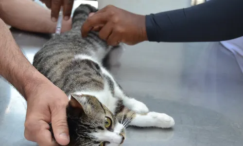 
                                        
                                            Dia D de vacinação antirrábica para cães e gatos acontece neste sábado
                                        
                                        