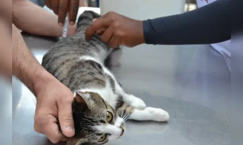 
				
					Mais de 73 mil cães e gatos foram vacinados contra raiva em João Pessoa
				
				