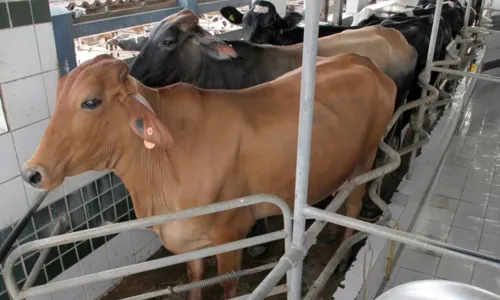 
				
					Raças de animais de criação nativas do semiárido correm risco de extinção
				
				