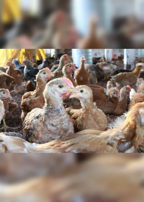 
                                        
                                            Brasil registra primeiro caso de gripe aviária, diz Ministério da Agricultura
                                        
                                        